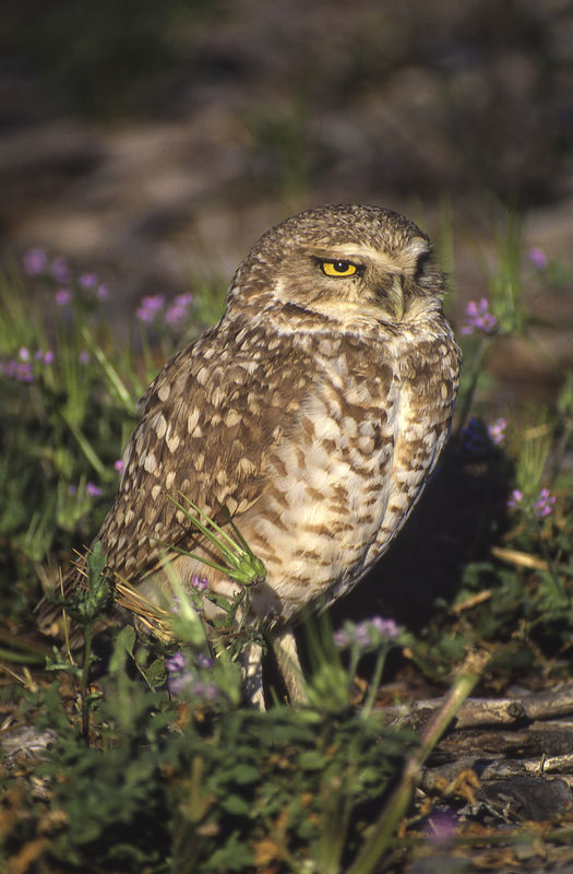 Burrowing Owl, 1986, Canon AE-1, Century Tele-Athe...