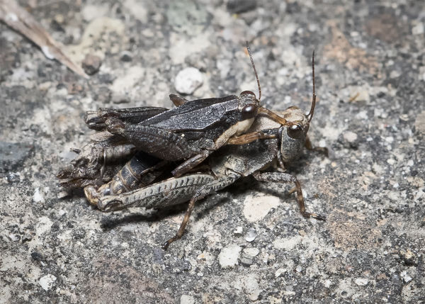 Pygmy Grasshoppers...