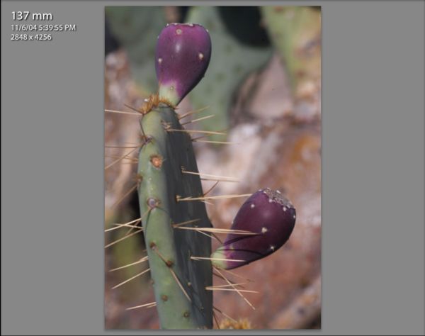The previous years rains left lots  of cactus frui...