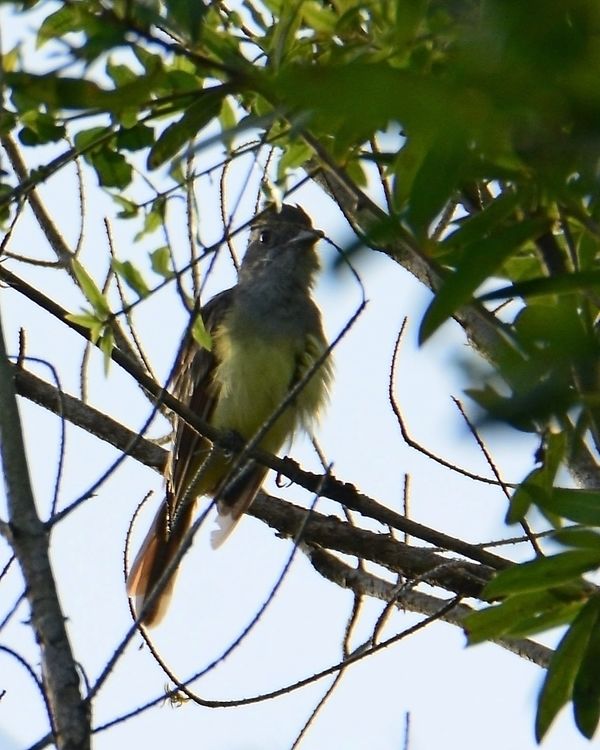 Great Crested Flycatcher...