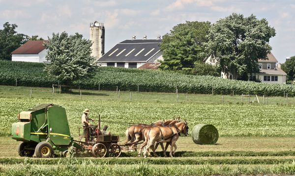 Making Hay the Amish Way...