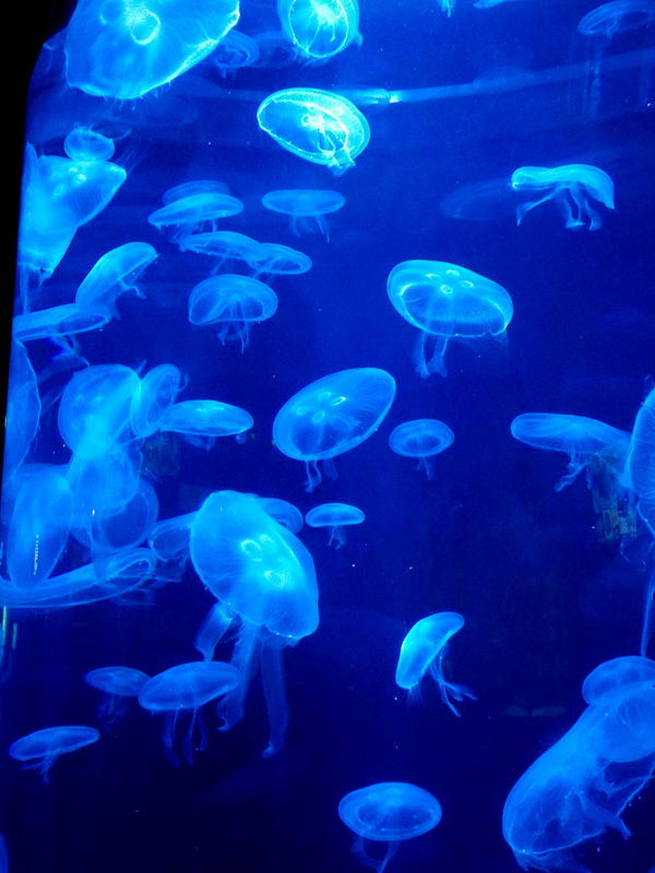 Jellyfish in a huge cylinder...