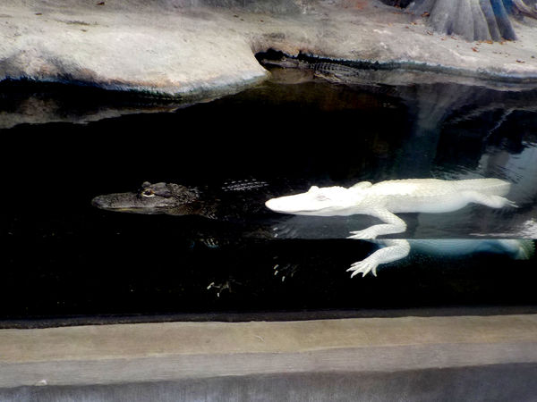yep, white alligator, not albino...