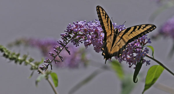 Eastern Tiger Swallowtail (Papilio glaucus)...