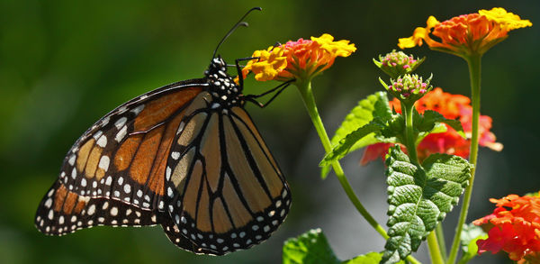 Monarch (Danaus plexippus)...