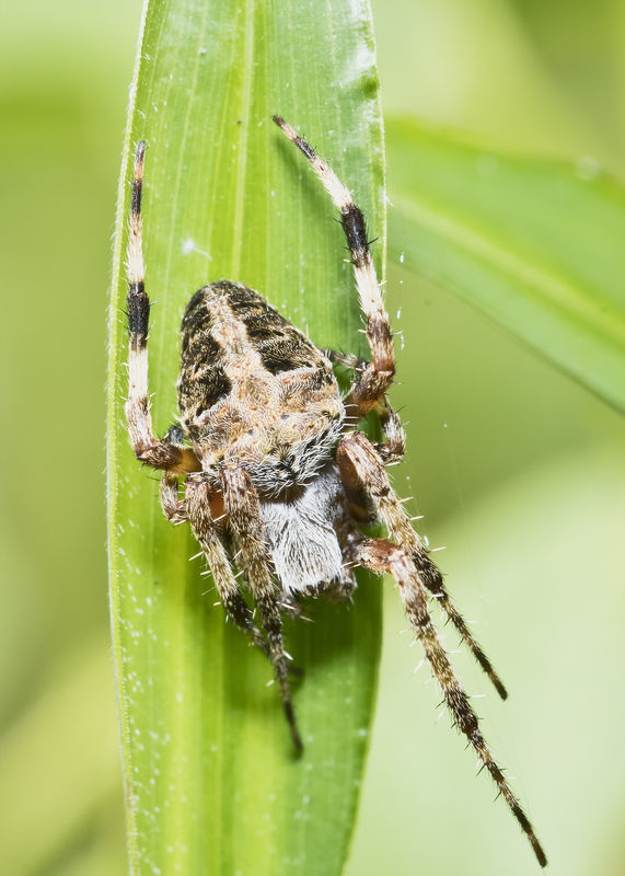 Juvenile Spider...
