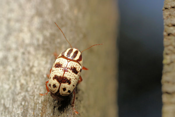unknown beetle...