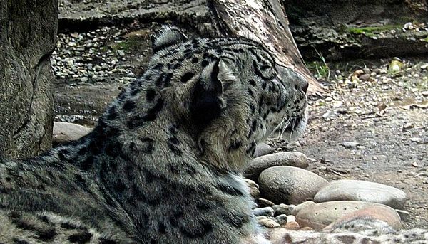snow leopard...
