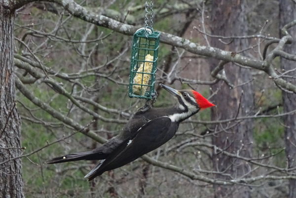A Pileated Pecking...