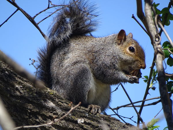 Squirrel By The Shenandoah...
