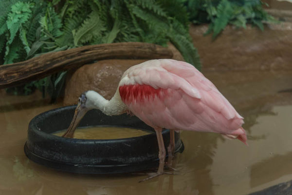 A hungry spoonbill...