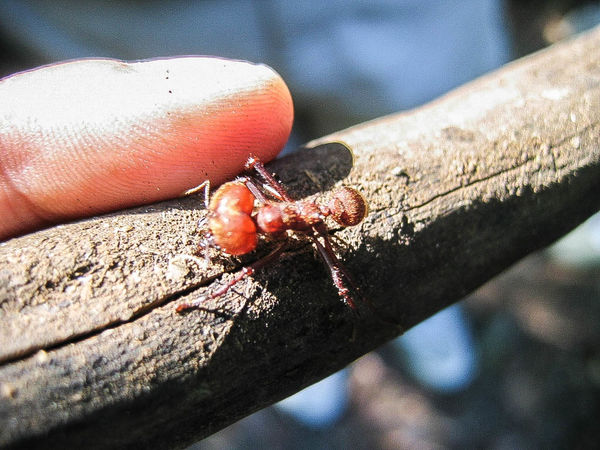 Leaf cutter ant, interesting little creatures...
