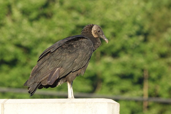 A Turkey Vulture - they clean the highways of dead...