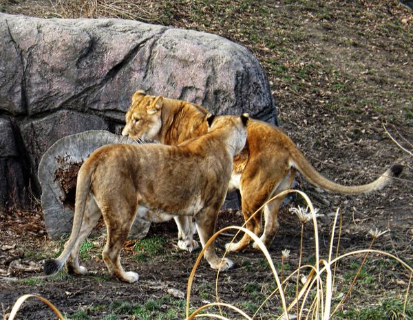 lionesses...