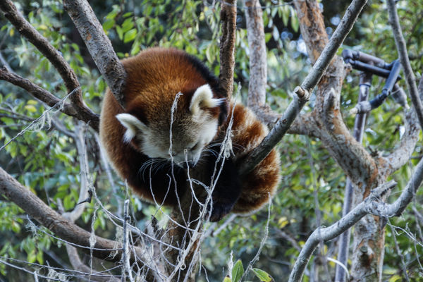 hanging around red lemur...