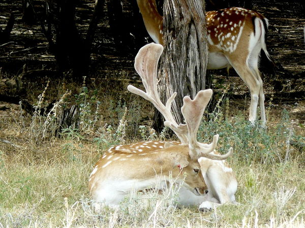 Fallow Deer retain their spots throughout their li...