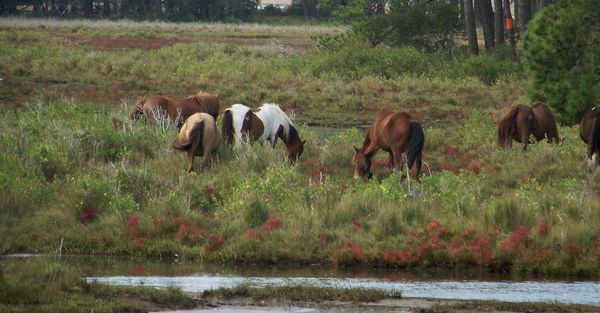 Wild horses of Assateaque...