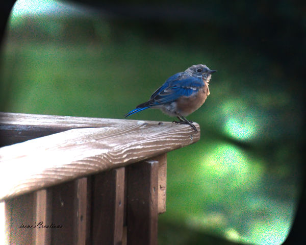 Bluebird shot through our kitchen window...