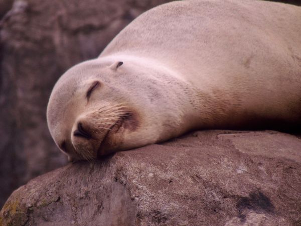 Sleeping beauty seal...