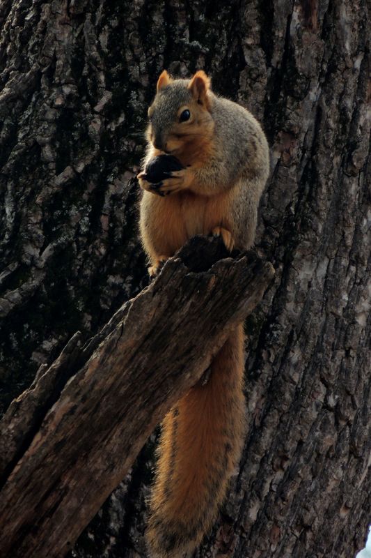 Squirrel and his Nut...