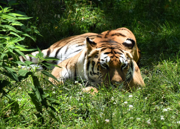 Relaxed Tiger...