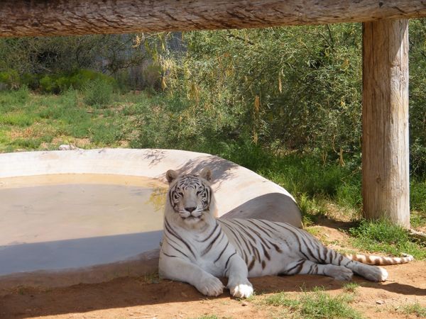 white tiger from Out Of Africa AZ...