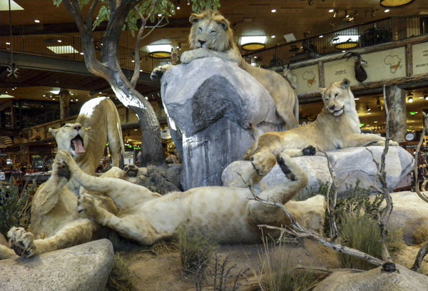 well they used to be real now in the Bass Pro shop...