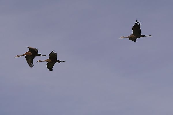 Migratory sandhill cranes flocking together prepar...