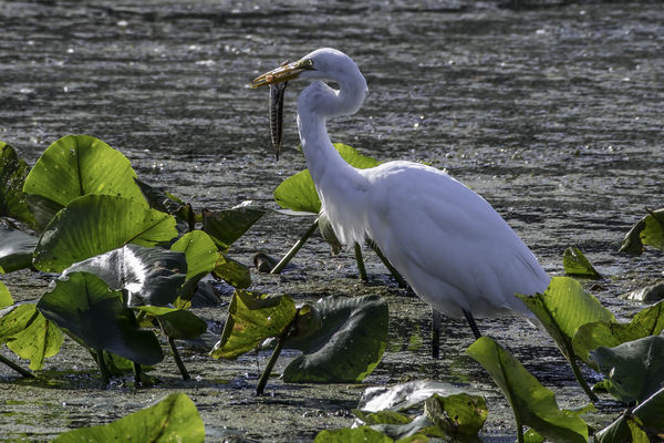 Egret with lunch...