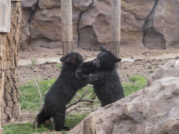 baby bears playing...