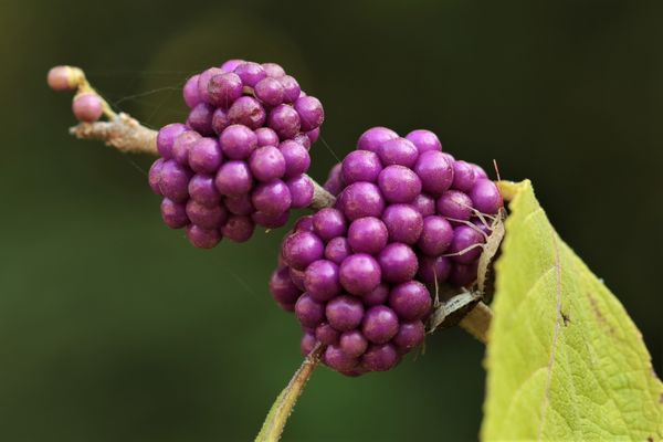 When shooting the beautyberries, I noticed this li...