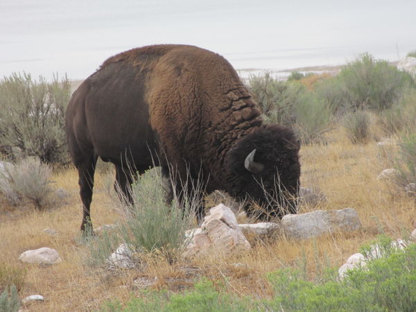 Buffalo on Antelope Isle...