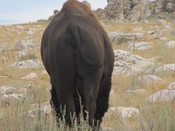 South end of a North bound Bison...