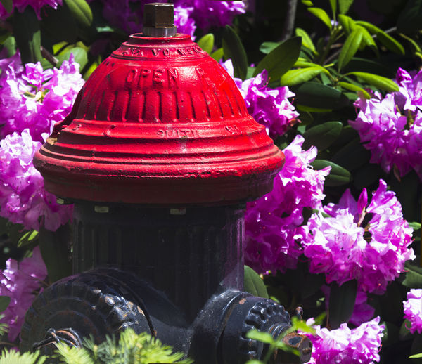 Fire hydrant adorned with flowers...