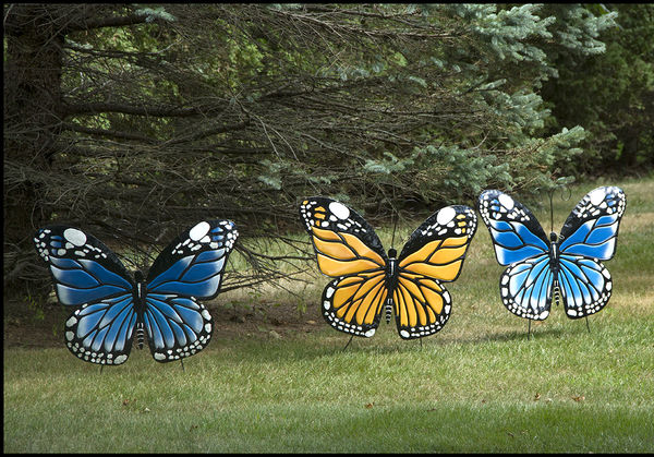 Lawn butterflies...