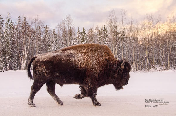 The wood bison also has a more distinct hump....