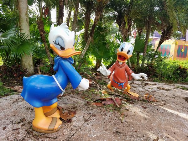 Daisy and Donald had a rough night but survived wi...
