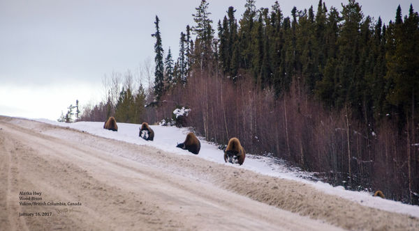 Wood Bison in disguise. Near the BC/Yukon border. ...