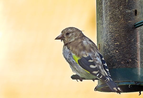 Young Goldfinch....