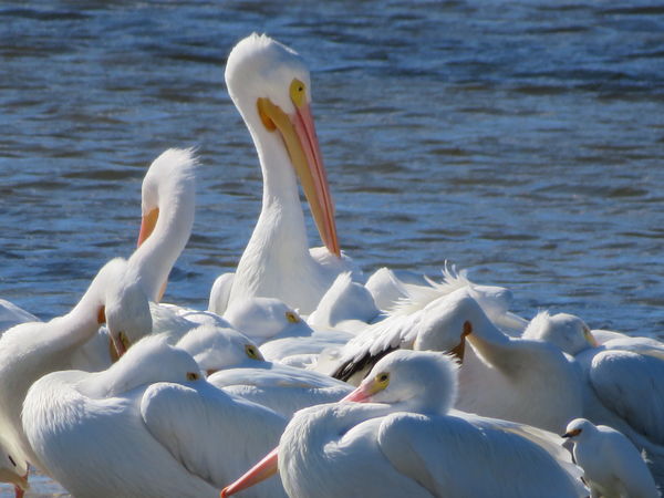white migrating pelicans...