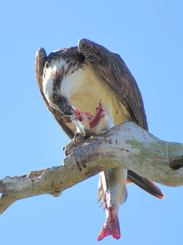 osprey eating fish...