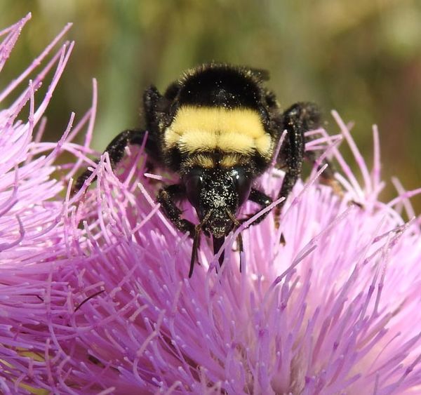 Black-and-Gold Bumblebee on a Tall Thistle...