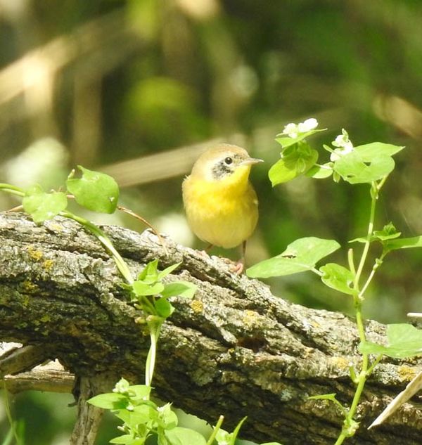 Eastern Common Yellowthroat Warbler - First year F...