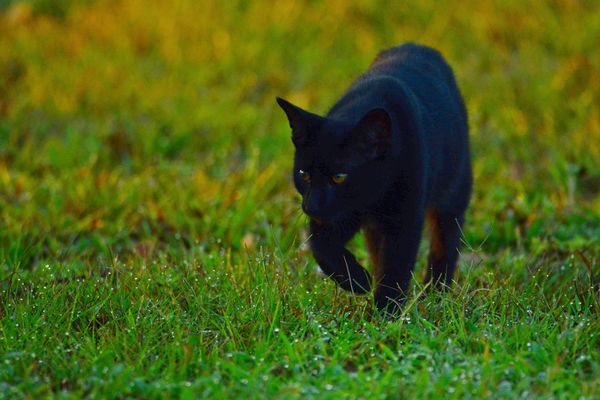 I am ferocious black panther and I'm going to eat ...