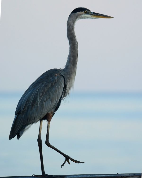 Great Blue Heron  hanging out on the fishing pier....