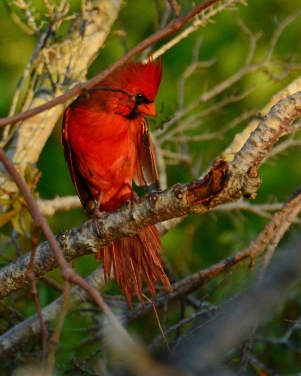 Male Cardinal in the early morning light...
