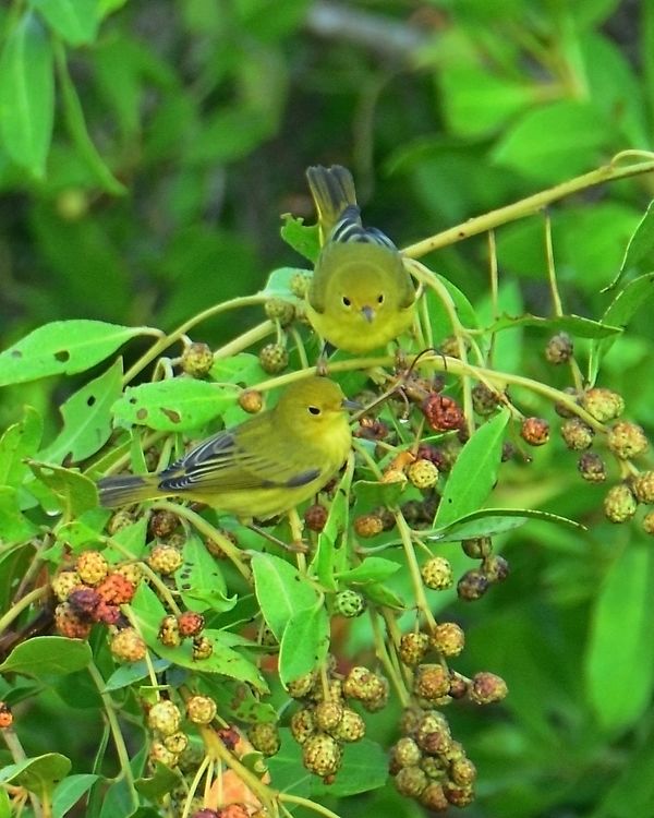 A Pair of Yellow Warblers...