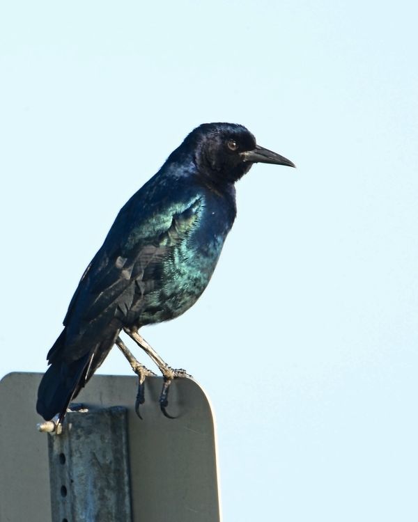 Boat-tailed Grackle - Male...