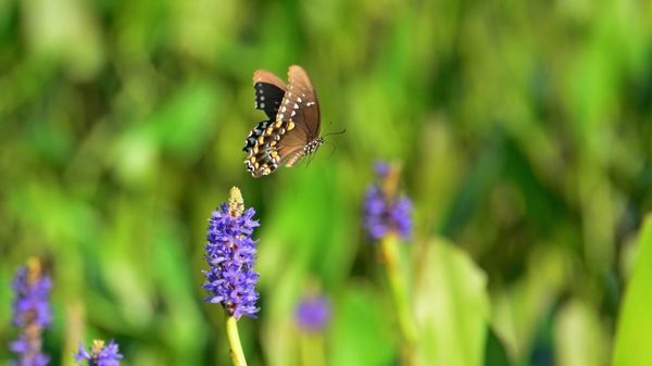 Spicebush Swallowtail Butterfly in flight...
