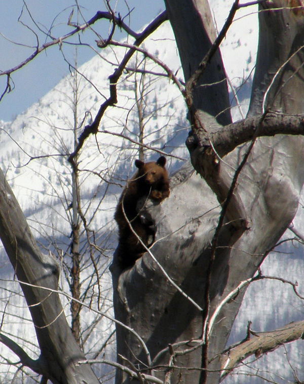 Cinnamon black bear cub 2008...